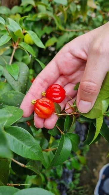 Madeira: Banana Plantation Guided Tour with Tasting - Why This Tour Offers Genuine Value