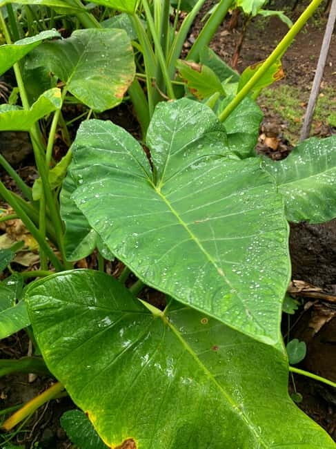 Madeira: Banana Plantation Guided Tour with Tasting - FAQs  