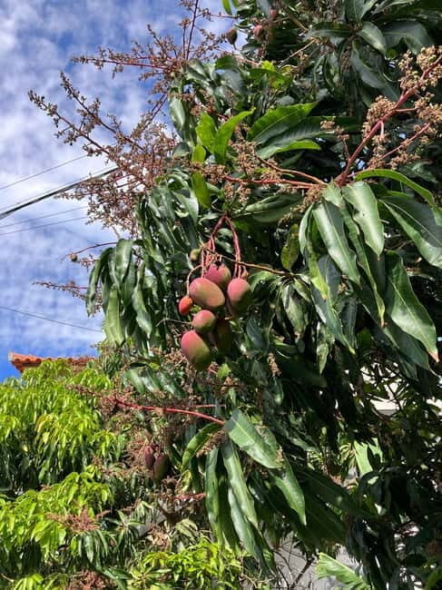 Madeira: Banana Plantation Guided Tour with Tasting - Final Thoughts