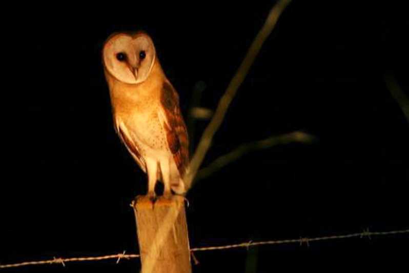 Madeira: Barn Owl Watching - Setting the Scene: Madeira’s Rural Nightlife