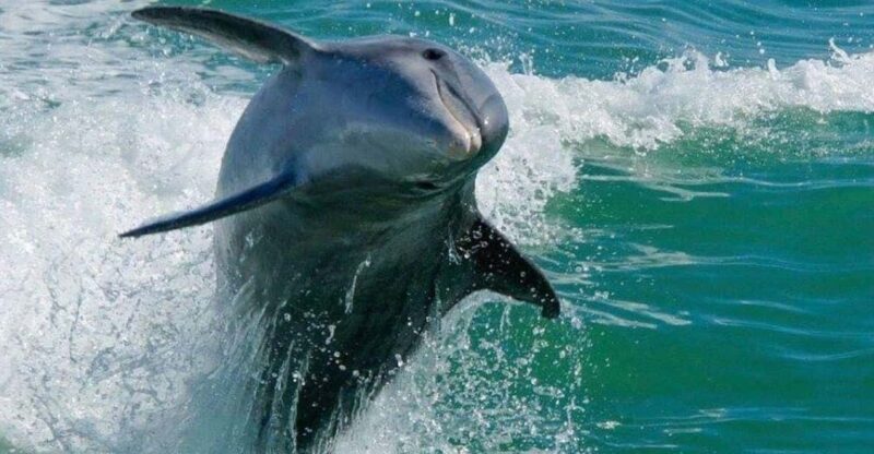 Madeira Beach: Egmont Key Snorkeling and Dolphin Cruise - An Introduction to the Egmont Key Snorkeling and Dolphin Cruise