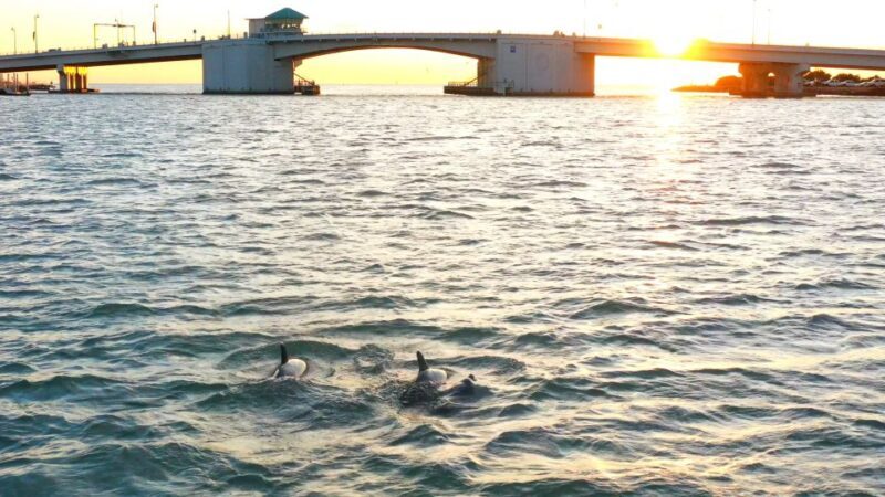 Madeira Beach: Guided Dolphin Watching Eco-Friendly Cruise - FAQ