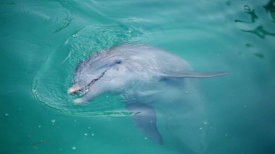Madeira Beach: Sightseeing Cruise to Johns Pass With Guide - Chances of Spotting Wildlife and Dolphins