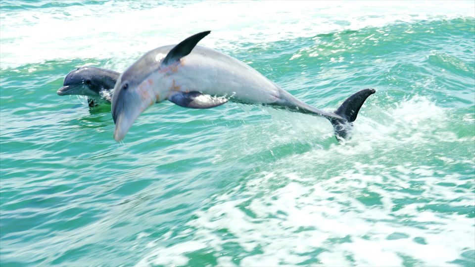 Madeira Beach: Sightseeing Cruise to Johns Pass With Guide - Dolphin Sightings Disclaimer