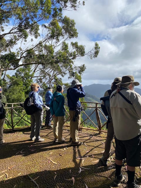 Madeira: Birdwatching - The Endemics - Key Points