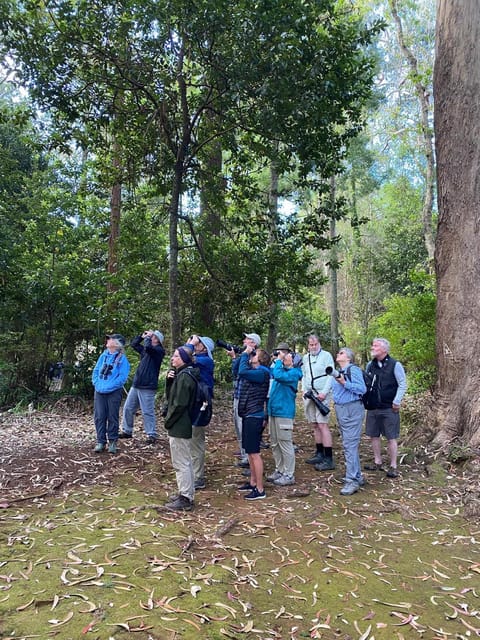 Madeira: Birdwatching - The Endemics - Introduction to the Tour