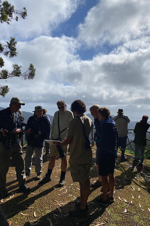 Madeira: Birdwatching - The Endemics - The Itinerary: What to Expect