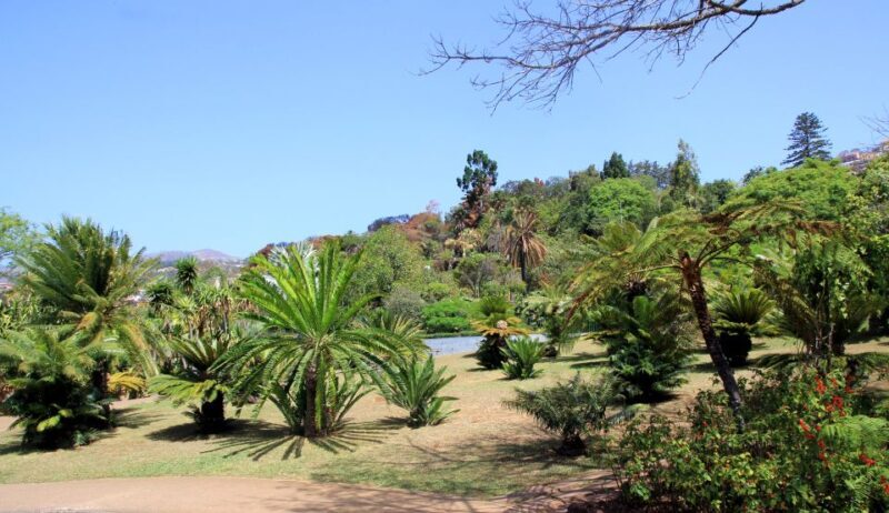 Madeira: Botanical Garden in a Tuk-Tuk Tour - Key Points
