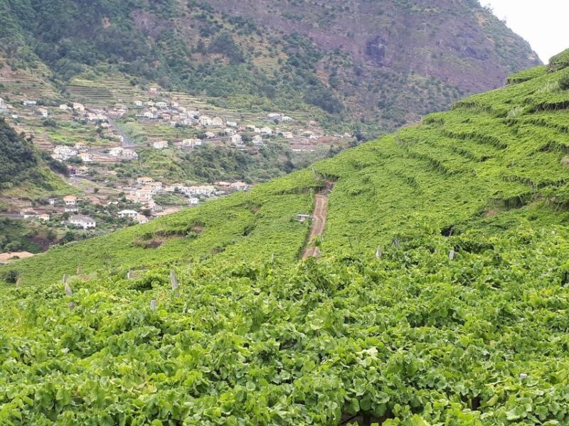 Madeira: Cabo Girão, Wine Tasting, & Serra d'Água Jeep Tour - Key Points
