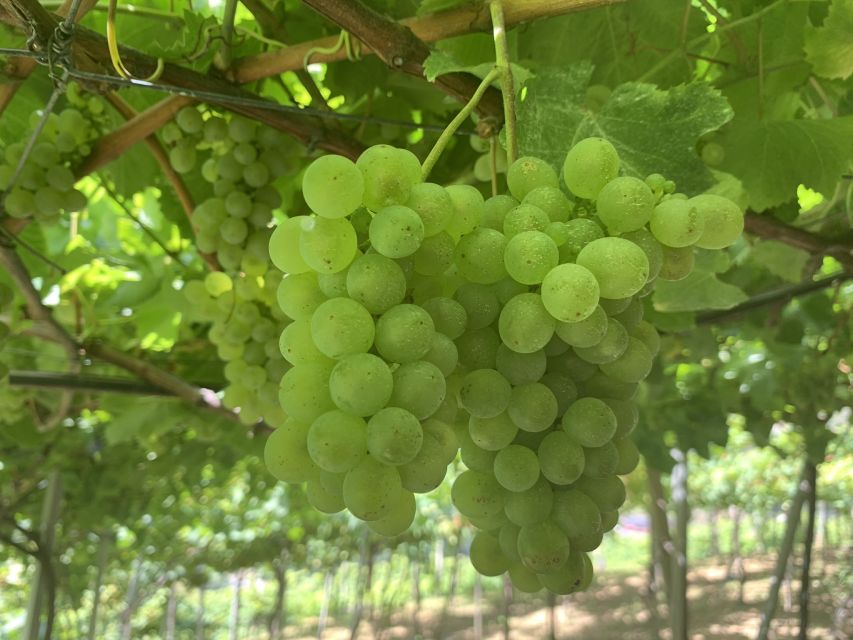 Madeira: Cabo Girão, Wine Tasting, & Serra D'água Jeep Tour - Sustainable Honey Museum
