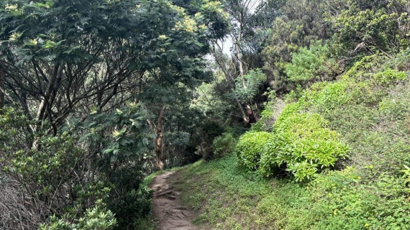 Madeira: Cliff Hanger Vereda Larano Hike Machico - What to Bring and Considerations
