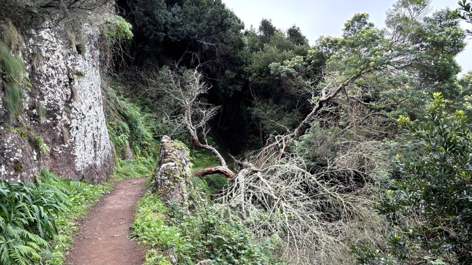 Madeira: Cliff Hanger Vereda Larano Hike Machico - Varied Starting Locations