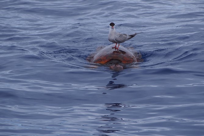Madeira Dolphin and Whale Watching on a Ecological Catamaran - Ocean Wildlife Viewing