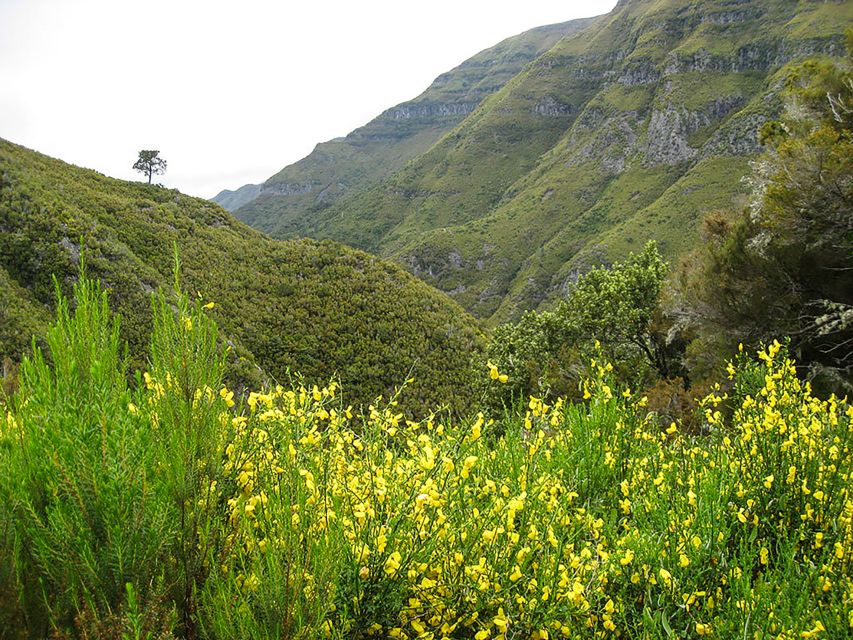 Madeira: Enjoy a Guided Levada Walk in the Rabacal Valley - Explore Rabacal Valley