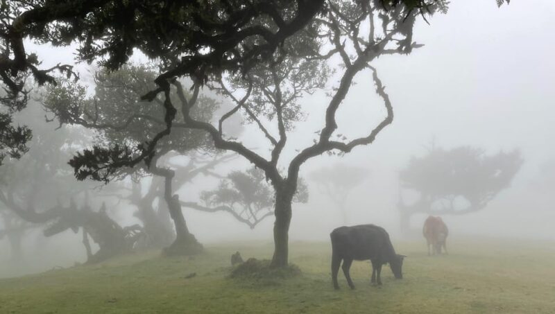 Madeira: Fanal Forest and Cabo Girão for Cruise Ship - Exploring Madeira: Fanal Forest and Cabo Girão for Cruise Ship Travelers