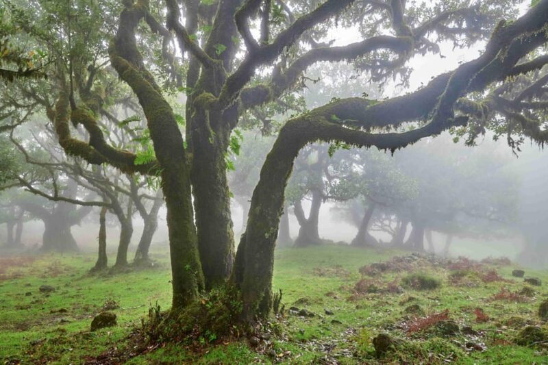 Madeira: Fanal Forest and Cabo Girão for Cruise Ship - Key Points