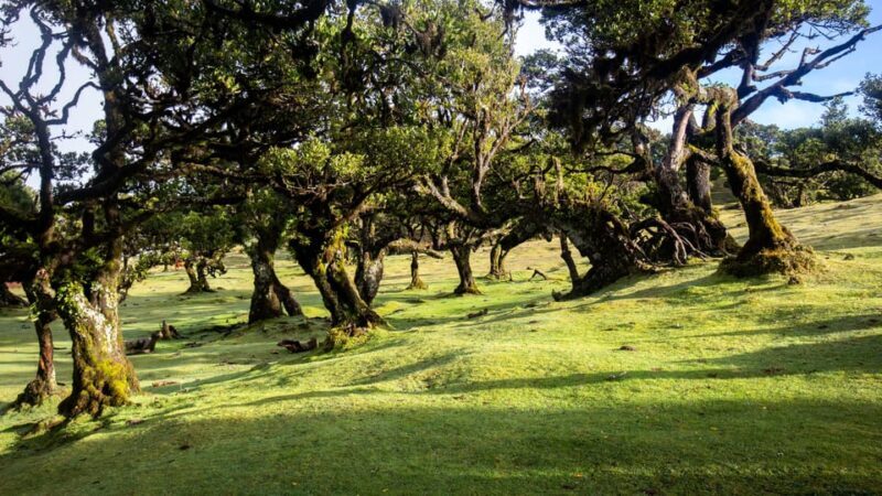 Madeira: Fanal Forest and Cabo Girão for Cruise Ship - Analyzing the Value