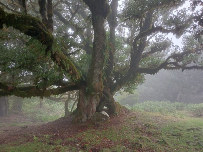 Madeira: Fanal Forest Guided Hiking Tour - Introduction