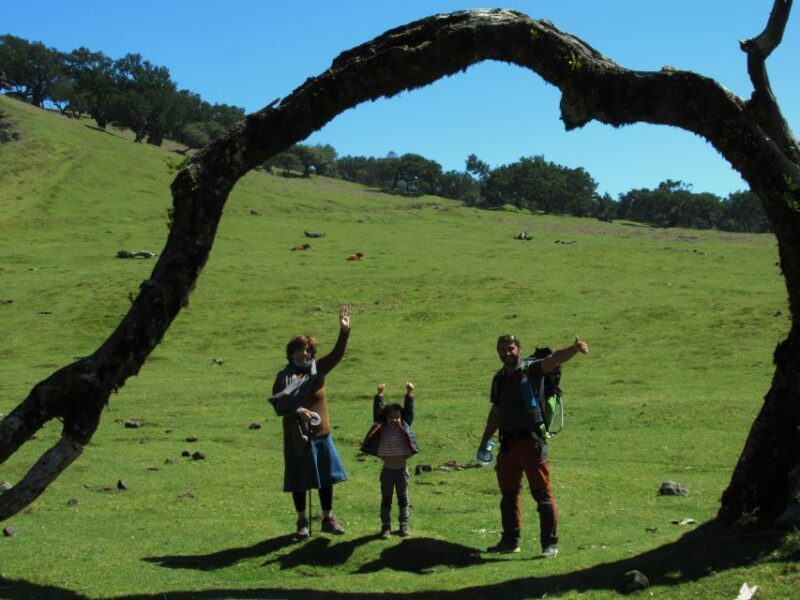 Madeira: Fanal Forest Guided Hiking Tour - Key Points