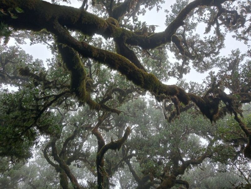 Madeira: Fanal Forest Guided Hiking Tour - Authenticity and Value