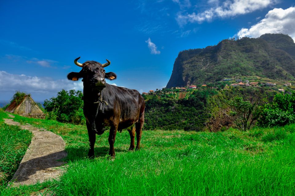Madeira: Full-Day Private North Coast Tour - Witnessing Water Course
