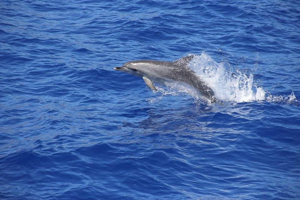 Madeira: Funchal Sunset Tour by Catamaran - Cancellation Policy