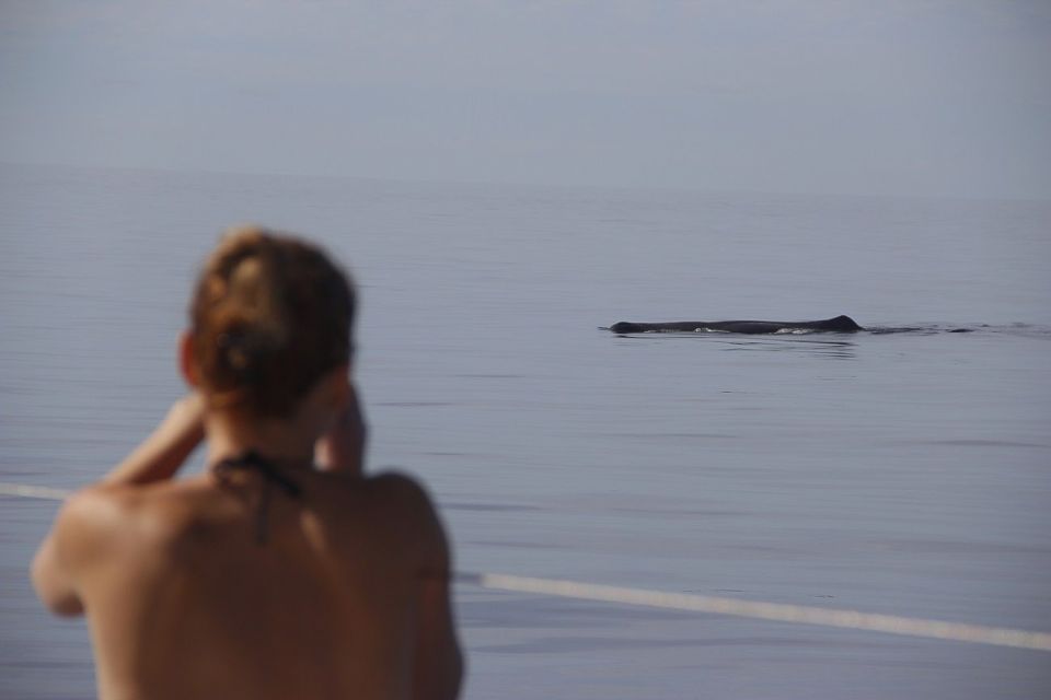 Madeira: Funchal Sunset Tour by Catamaran - Tour Specifics