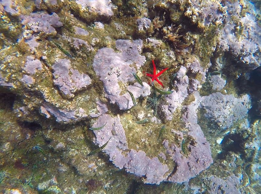 Madeira: Garajau Nature Reserve Kayak and Snorkel Tour - Packing Recommendations