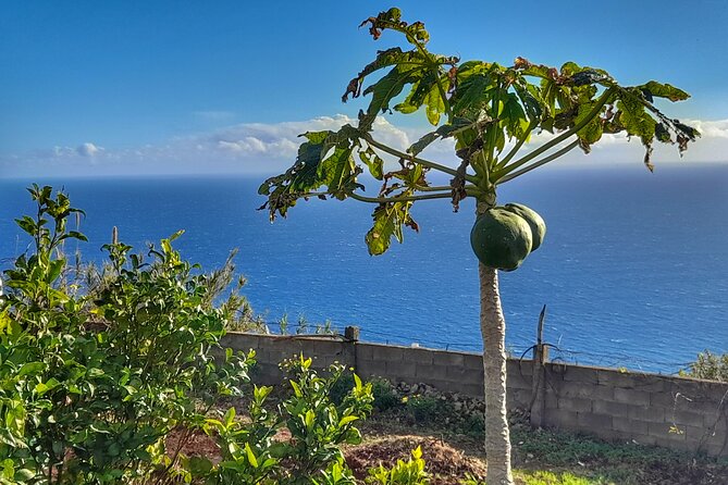 Madeira Genuine Food Experience at Re-Canto - Meeting and Transportation Details