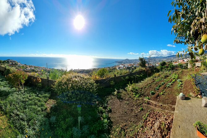 Madeira Genuine Food Experience at Re-Canto - Guest Reviews and Highlights