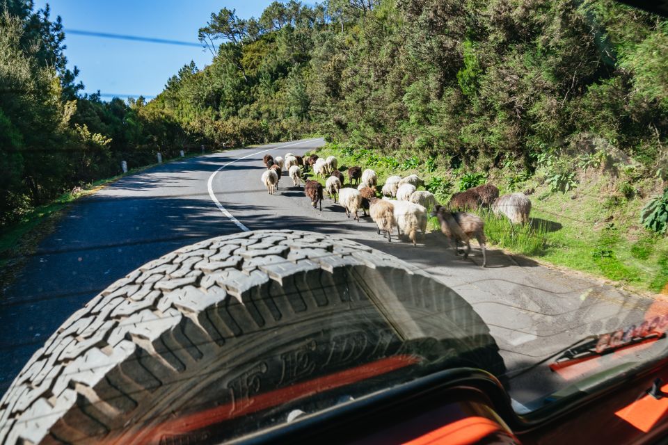 Madeira: Half-Day Pico Arieiro Jeep Tour - Language Options