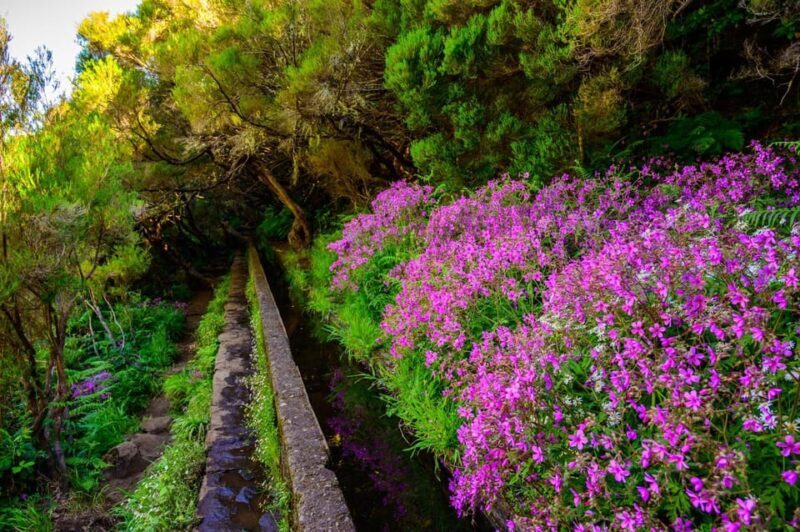 MADEIRA ISLAND WALK - 25 FOUNTAINS LEVADA - Who Should Consider This Tour?