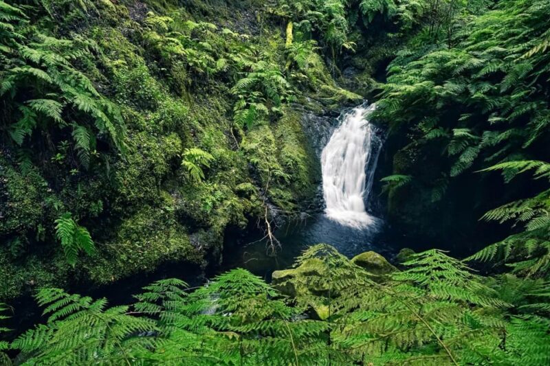 MADEIRA ISLAND WALK - HIDDEN CORNERS KINGS LEVADA - The Value of this Experience