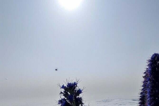 Madeira "Mystery Tour" - Half Day Private 4x4 Jeep - Who Will Love This Tour?