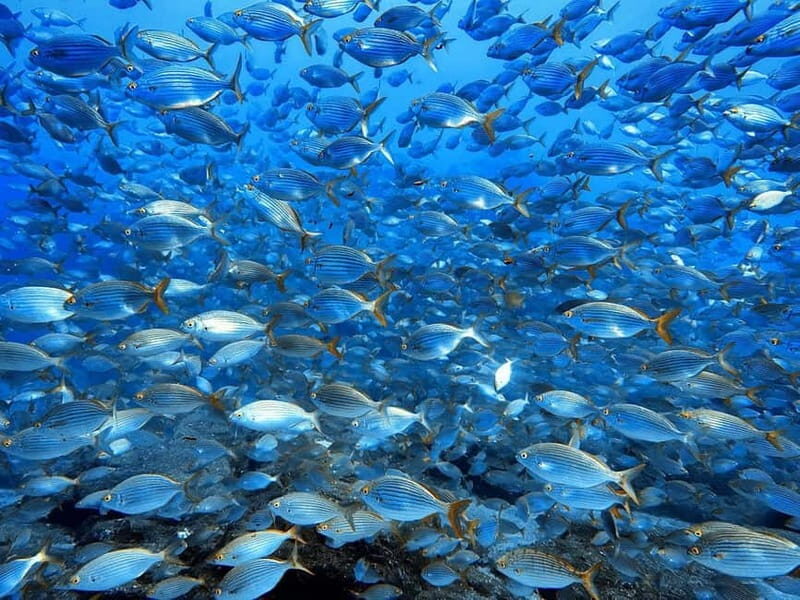 Madeira: Ponta de São Lourenço Snorkeling Boat trip - Who Should Consider This Tour?