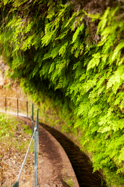 Madeira: PR 18 - Levada do Rei Hike Transfer - The Itinerary: What You Can Expect