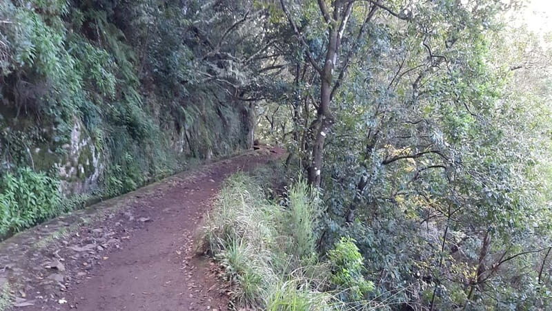 Madeira: Private 1.5-Kilometer Levada dos Balcões Hike PR11 - Final Thoughts: Who Should Consider This Tour?
