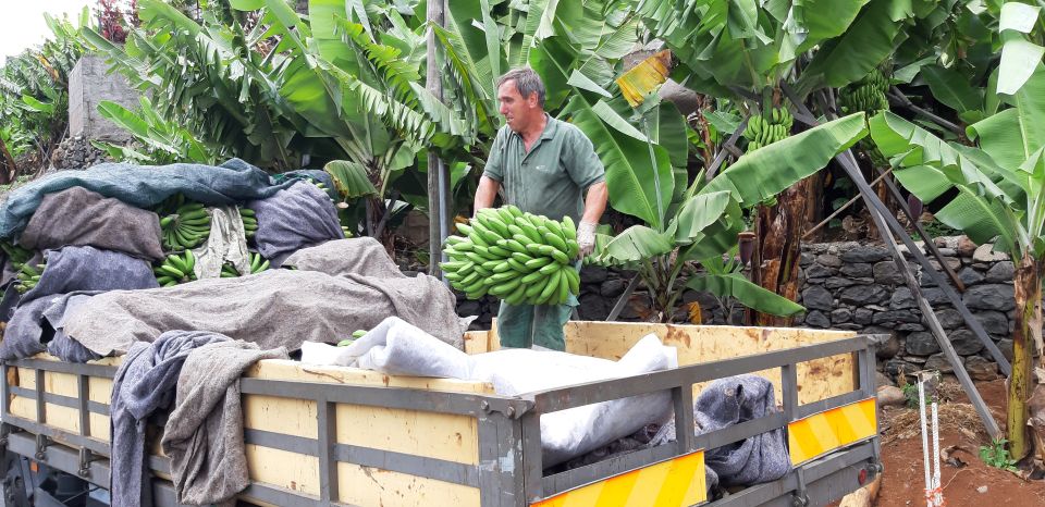 Madeira: Private Banana Farm Tour With Pickup - Key Points