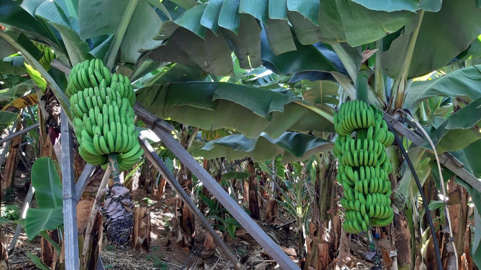 Madeira: Private Banana Farm Tour With Pickup - Pricing Information
