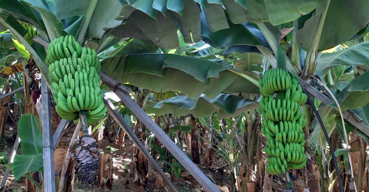 Madeira: Private Banana Farm Tour With Pickup - Duration and Language