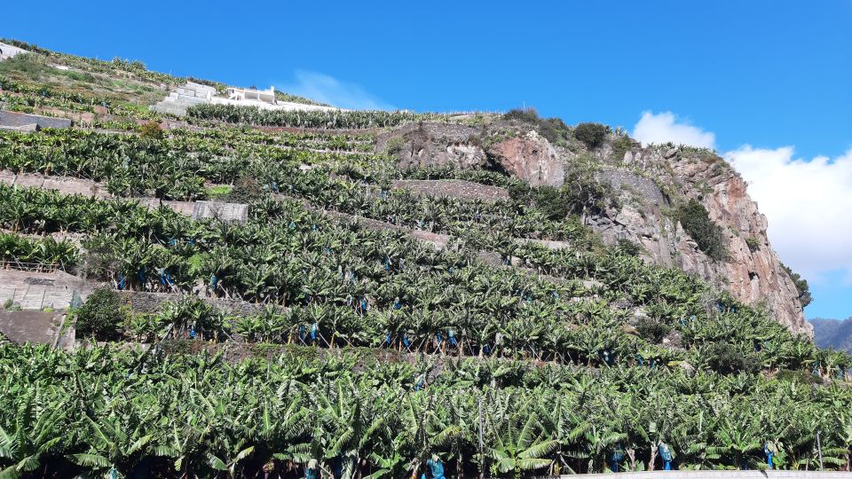 Madeira: Private Banana Farm Tour With Pickup - Pickup Locations