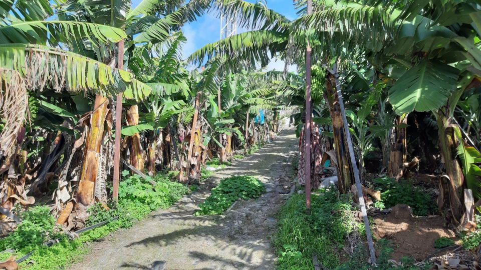 Madeira: Private Banana Farm Tour With Pickup - Tour Highlights
