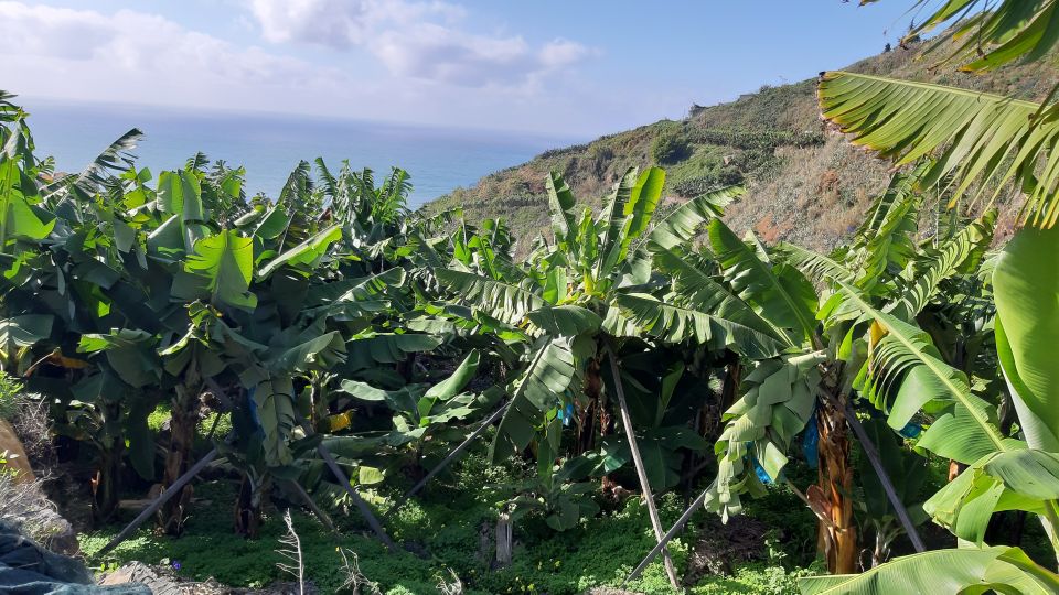Madeira: Private Banana Farm Tour With Pickup - Inclusions