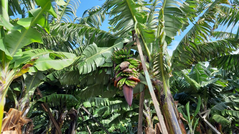 Madeira: Private Banana Farm Tour With Pickup - Booking and Cancellation