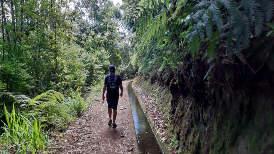 Madeira: Private Guided Levada Do Rei Walk PR18 - Marveling at Local Flora and Fauna