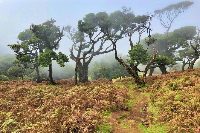 Madeira: Private Guided Walk Vereda Fanal PR13 - Unique Viewpoints and Scenery