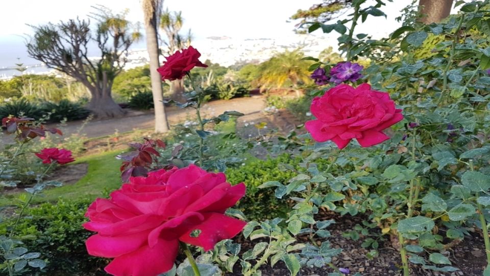 Madeira: Private Half-Day Guided Gardens Tour - Monte Palace Tropical Garden