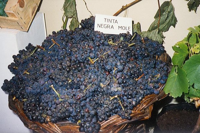 Madeira: Private Half-Day Wine Tasting Tour - Reviews and Feedback