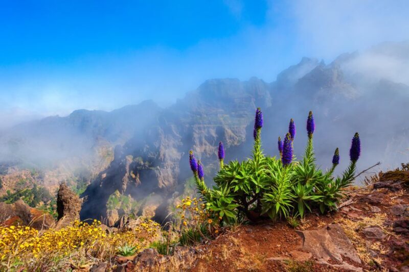Madeira Stairway to Heaven to Larano Hike Mountain to Sea - Authentic Experiences and Real-World Feedback