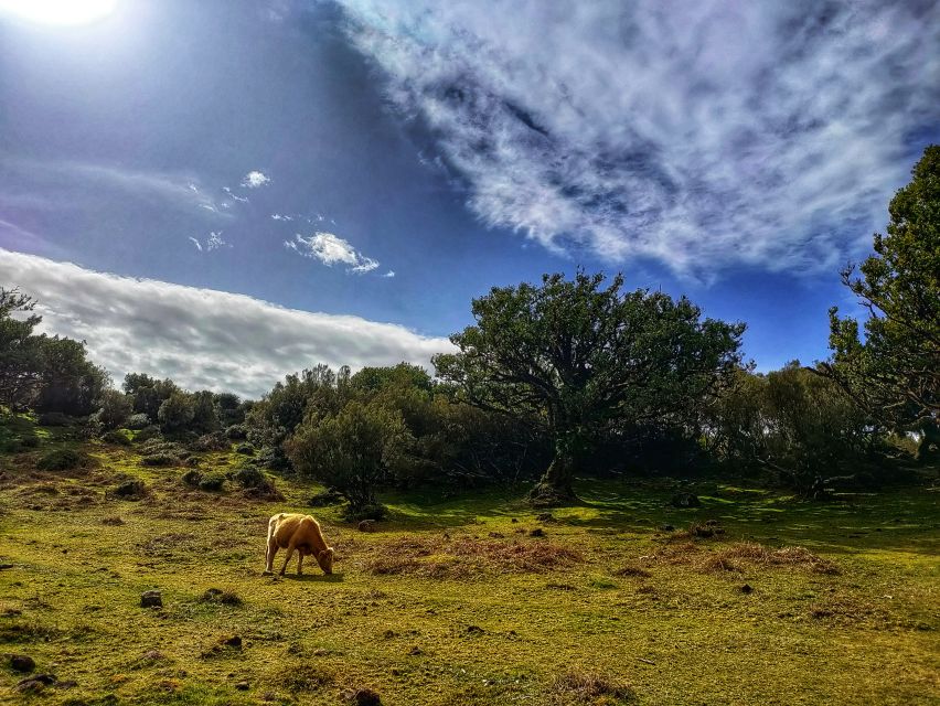 Madeira: Western Madeira Guided Trip & Fanal Mystic Forest - Key Points